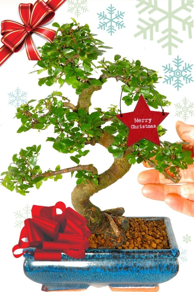 Twisty & twiggy Chinese Elm Easy Care Beginners Indoor Bonsai Christmas gift
