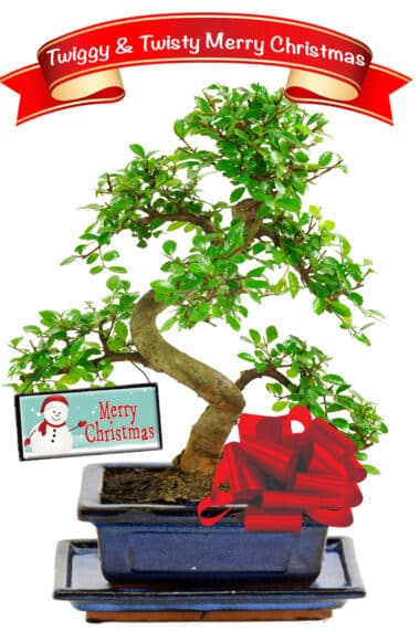 Beginners Chinese elm festive Christmas favourite indoor bonsai with snowman tag