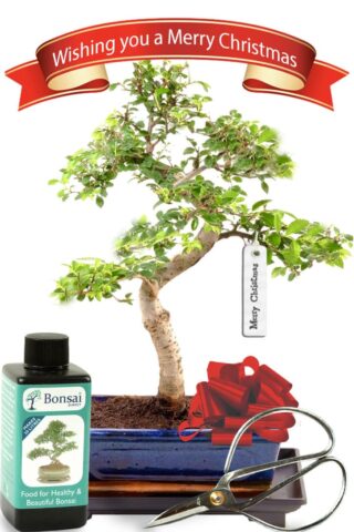Stunning Beginners indoor bonsai with wonderful proportions for Christmas