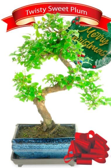 Twisty sweet plum Christmas bonsai tree gift