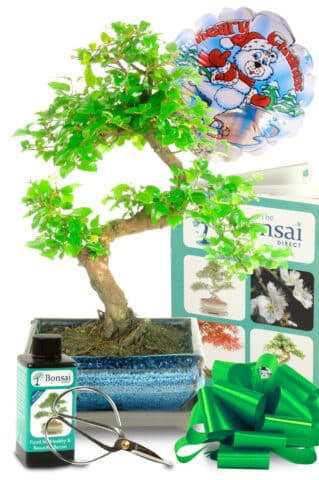 Fruiting Christmas bonsai starter kit - great fun