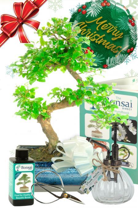 Outstanding Festive Sweet Plum Bonsai Gift Set