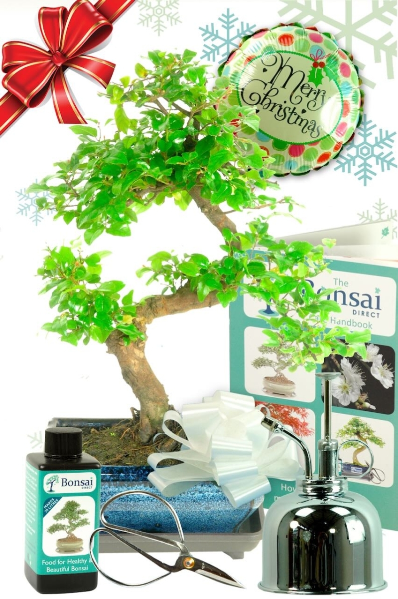Outstanding Festive Sweet Plum Bonsai Gift Set