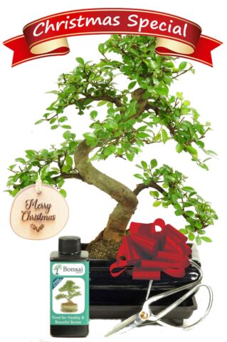 I adore this incredible twisty beginners Chinese Elm Beginners bonsai starter kit for Christmas