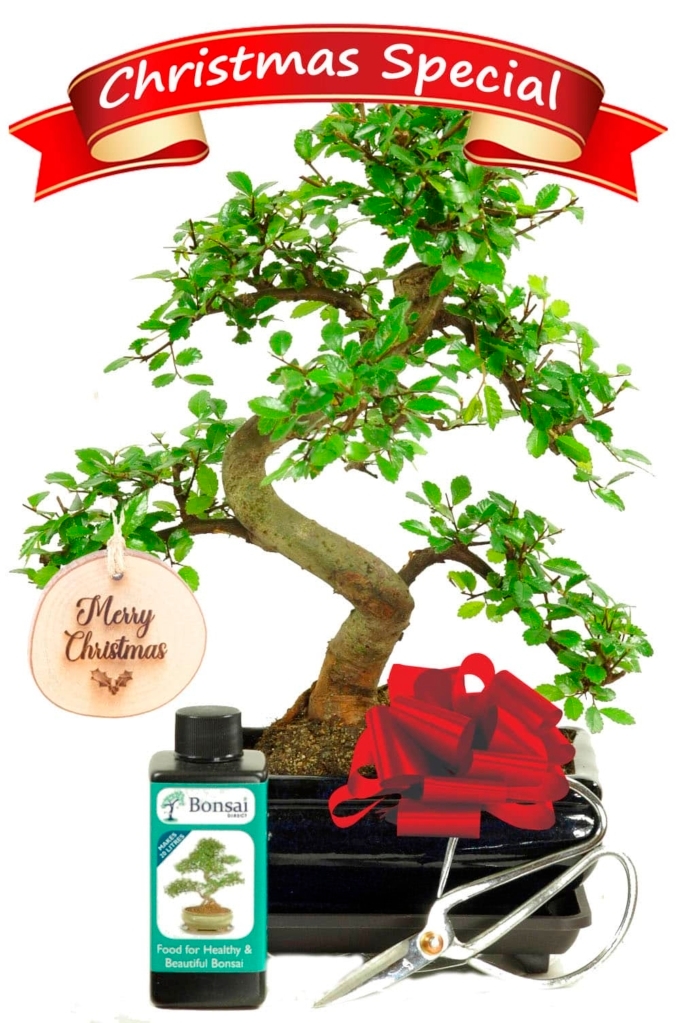 Bonsai Gift Trees for Christmas Presents with free delivery