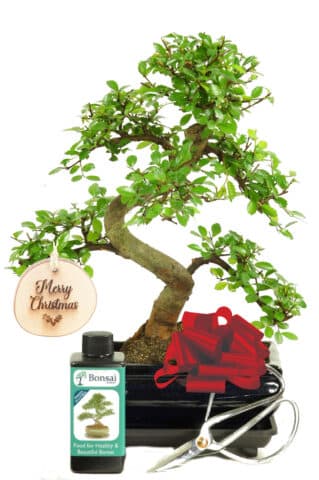 The perfect beginners bonsai Christmas gift set