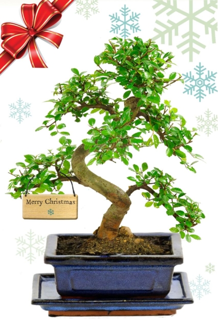 Festive Beginners Bonsai with Merry Christmas Snowflake Tag