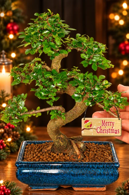 A Favourite Twisty Chinese Elm Christmas Bonsai Tree Gift | Elegant 12-Year S-Shaped Beauty