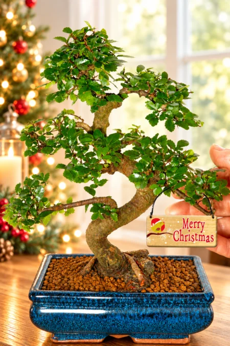 Medium Sized 12 year Chinese Elm Bonsai Starter Tree