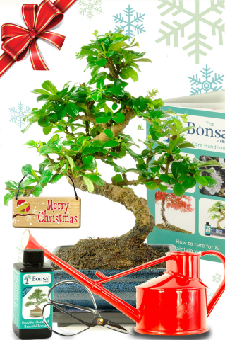 Outstanding Larger Sweet Plum - A Wondrous Christmas