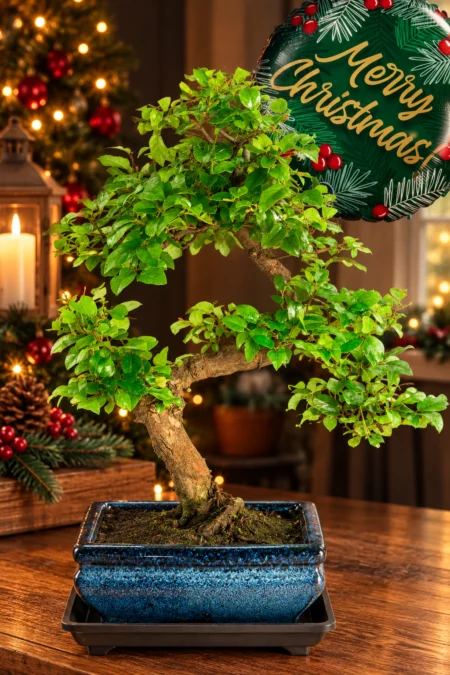 Fruiting Chinese Sweet Plum (Sageretia theezans) – An Enchanting 8-Year-Old Christmas Bonsai Gift