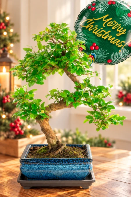 Oriental Chinese Sweet plum S-Shaped twisty Bonsai Beginners Christmas Gift