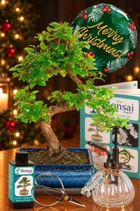 Fruiting Chinese Sweet Plum (Sageretia theezans) – A Beautiful Mini Christmas Tree Bonsai Gift