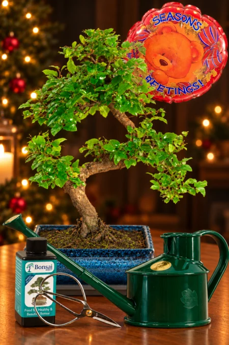 Fruiting Chinese Sweet Plum (Sageretia theezans) – A Beautiful 8-Year-Old Christmas Bonsai Gift UK