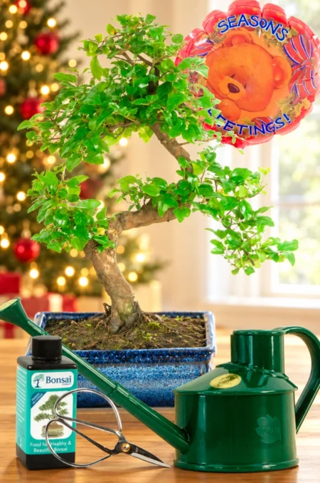 Elegant Beginners Bonsai Starter Kit with Christmas Balloon