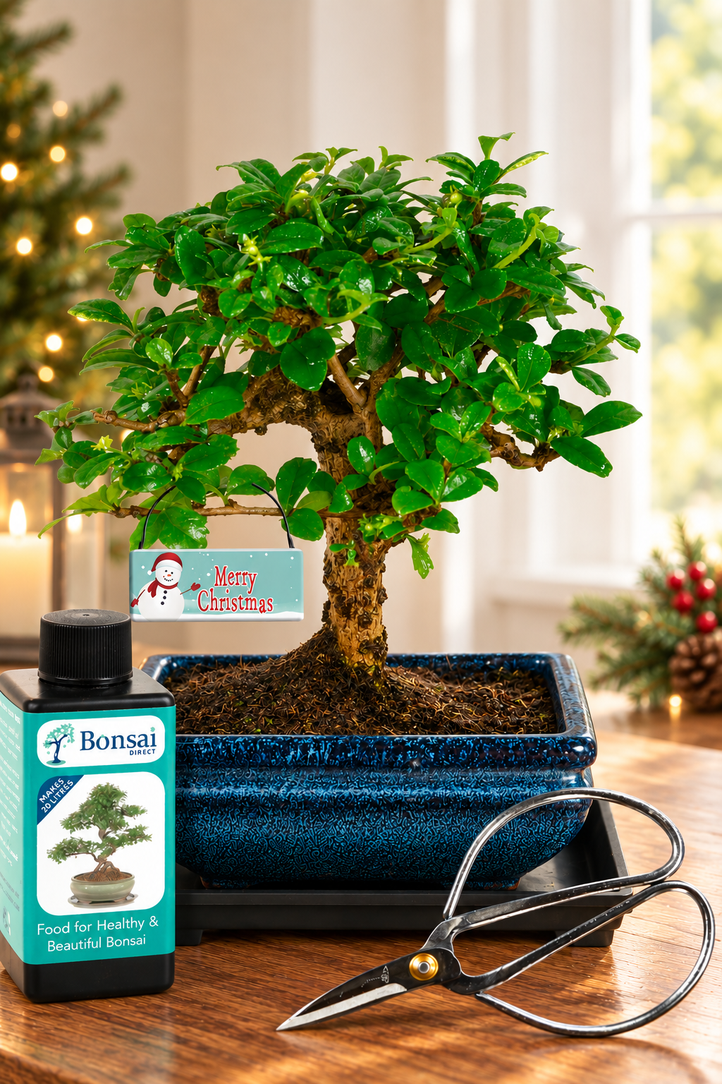 Flowering Fukien Tea Tree Bonsai Christmas Gift | A Beautiful Living Symbol of Love and Devotion
