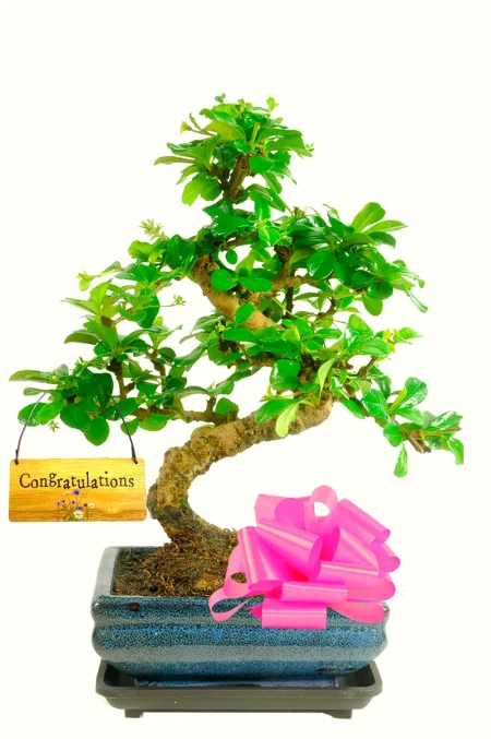 Beautiful & Artistic Flowering Congratulations Bonsai Gift