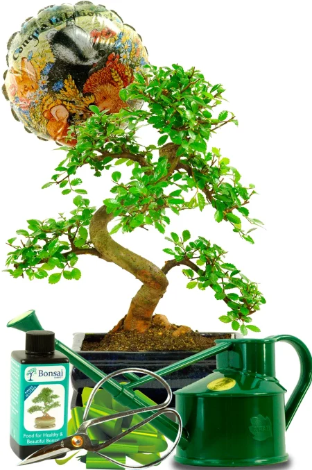 Twisty Chinese Elm Congratulations Gift – Complete Bonsai Set