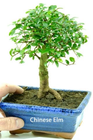 Chinese Elm Orchard indoor bonsai
