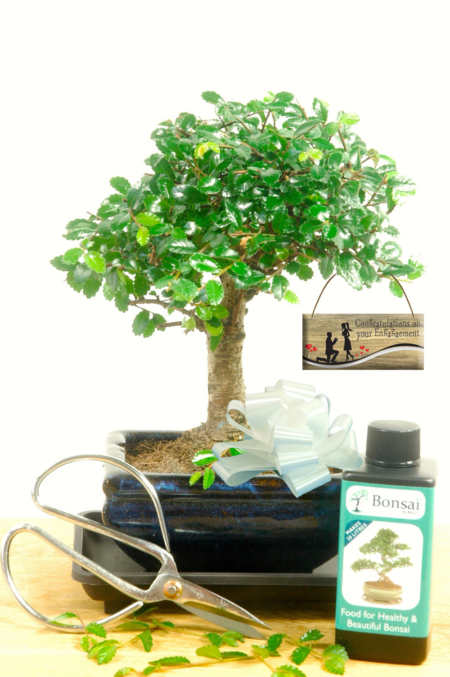 Baby Chinese Elm engagement bonsai gift for sale UK