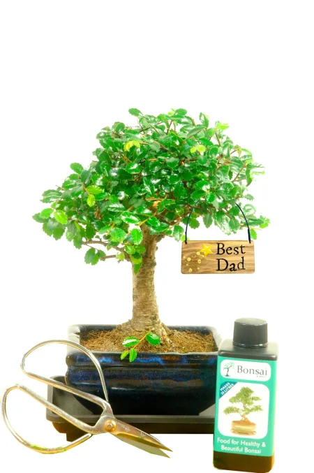 An Unusual Father’s Day Gift – Easy-Care Indoor Chinese Elm Bonsai Kit