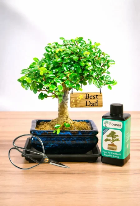 Adorable baby bonsai Best Dad gift set - Broom Elm and care accessories