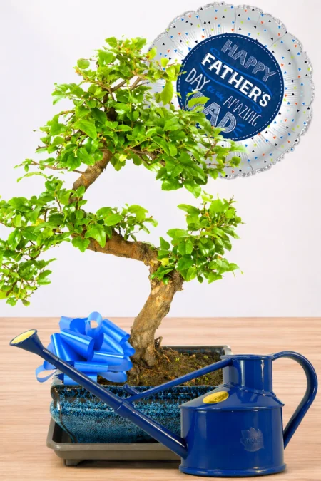 Amazing gift for Father's Day- fruiting bonsai tree and full care kit. Balloon included