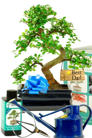 Comprehensive Father’s Day Tree – Beginners Chinese Elm Bonsai Starter Kit