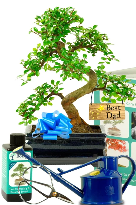 Comprehensive Father’s Day Tree – Beginners Chinese Elm Bonsai Starter Kit