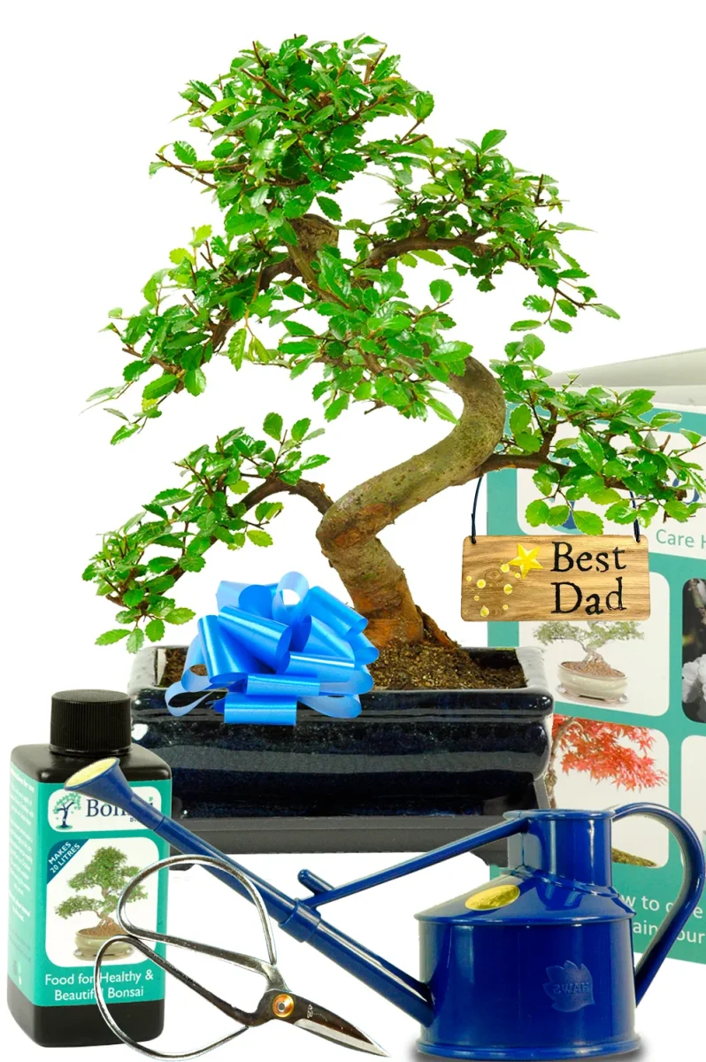 Comprehensive Father’s Day Tree – Beginners Chinese Elm Bonsai Starter Kit