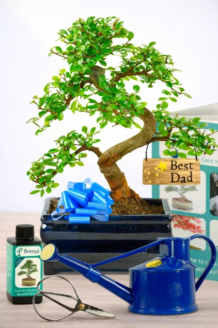 Comprehensive Father’s Day Tree – Beginners Chinese Elm Bonsai Starter Kit