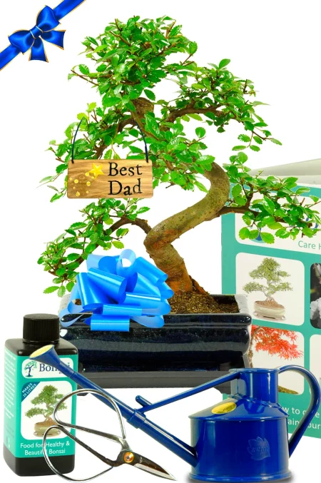 Beginner’s Father’s Day Tree – Complete Chinese Elm Bonsai Gift Set