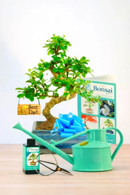 Our Ultimate Twisty Flowering Tea Tree Bonsai Starter Kit – Best Dad