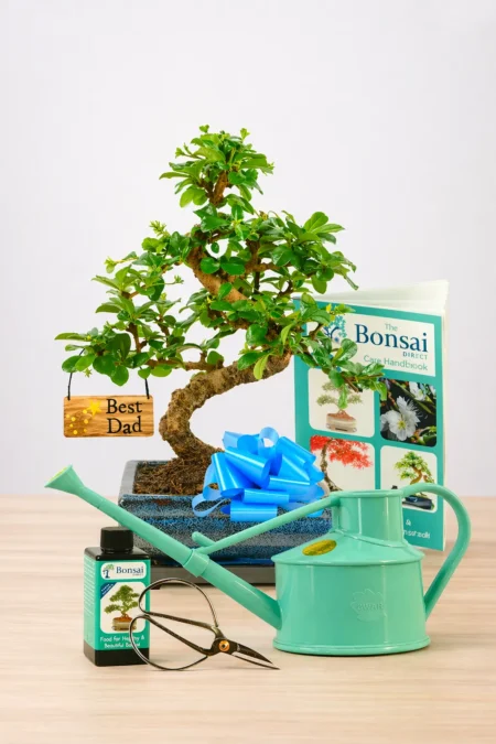 Our Ultimate Twisty Flowering Tea Tree Bonsai Starter Kit – Best Dad