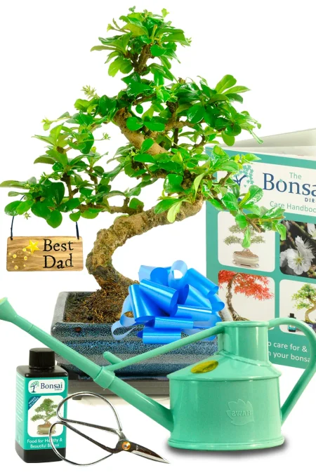 Our Ultimate Twisty Flowering Tea Tree Bonsai Starter Kit – Best Dad
