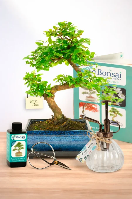 Fruiting Bonsai – Chinese Sweet Plum ‘Best Dad’ Gift Kit