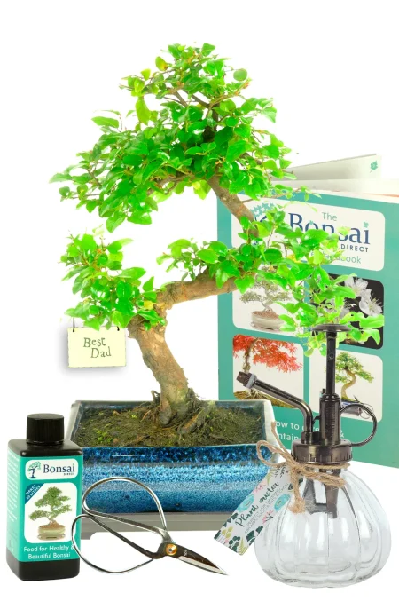 Fruiting Bonsai – Chinese Sweet Plum ‘Best Dad’ Gift Kit