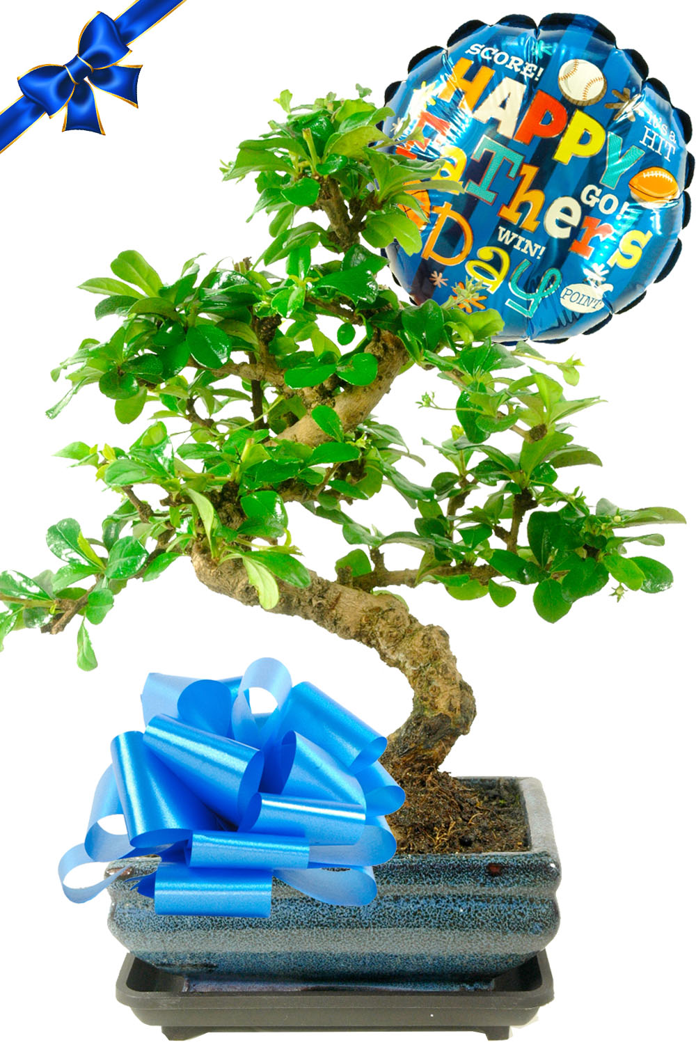 Father's Day Gift - Twisty Flowering S-Shaped Artistic Bonsai