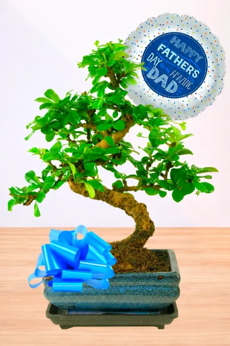 Our Ultimate Twisty Flowering Tea Tree Bonsai Starter Kit – Best Dad