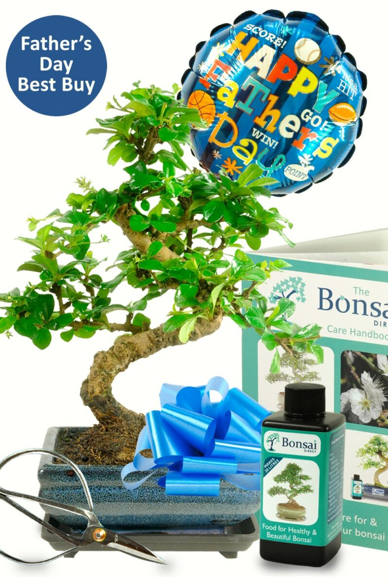 Outstanding Father's day Bonsai Gift