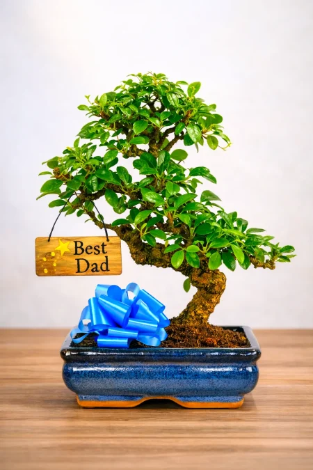 Flowering Father’s Day Plant Gift – 12-Year-Old Fukien Tea Bonsai