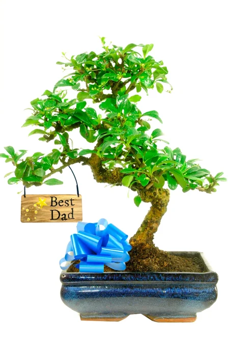 Flowering Father’s Day Plant Gift – 12-Year-Old Fukien Tea Bonsai