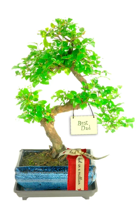 Stunning Sweet Plum Father’s Day Bonsai Gift with Neat Design – Gift Wrapped