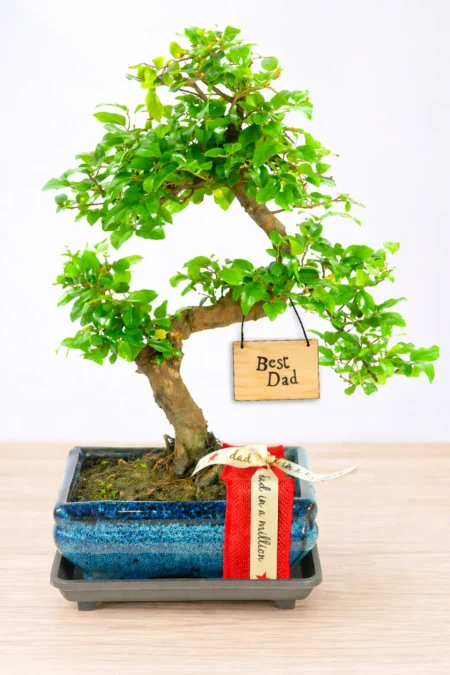 Spectacular indoor Chinese Sweet Plum bonsai tree with Best Dad Gift Wrap