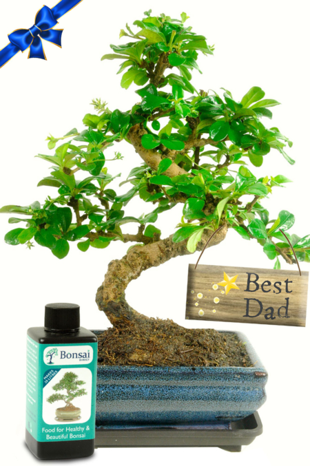 Flowering Father's Day Bonsai Gift with 'Best Dad' Tag | Top Seller