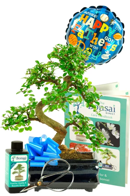 Comprehensive Twisty Chinese Elm Father’s Day Bonsai Gift – 12 Years Old