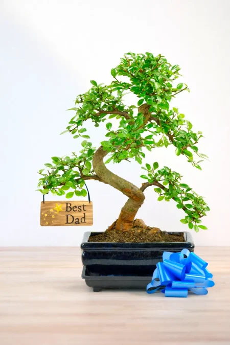Gifts for Plant Dads | Chinese Elm Indoor Bonsai – A Beginner-Friendly Favourite