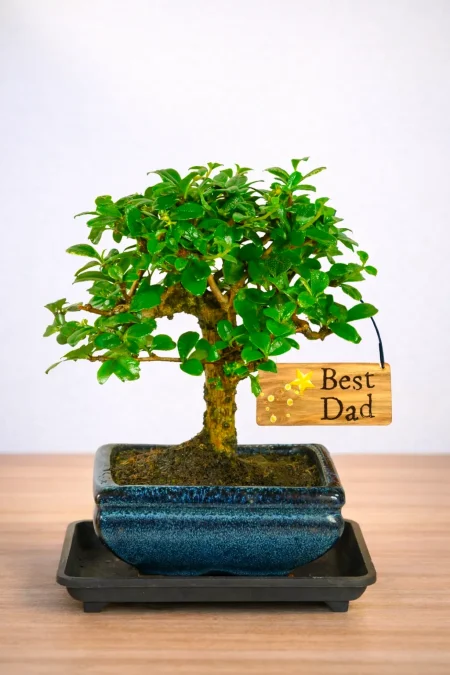 Cute Flowering Bonsai Tree Gift Set | Best Dad Gift