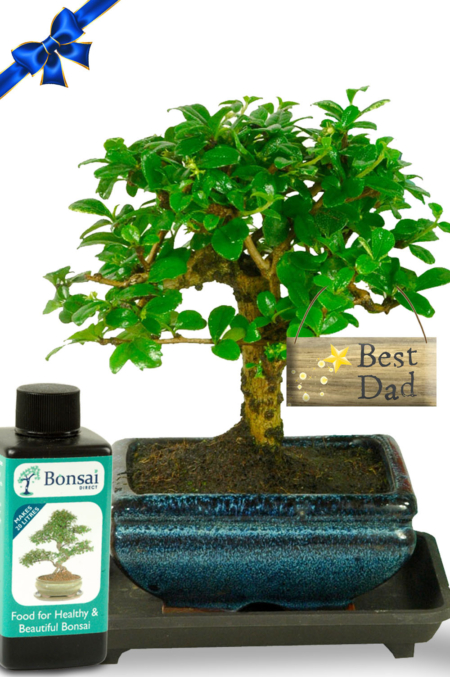 Artistic Flowering Oriental Style Father's Day Bonsai Kit