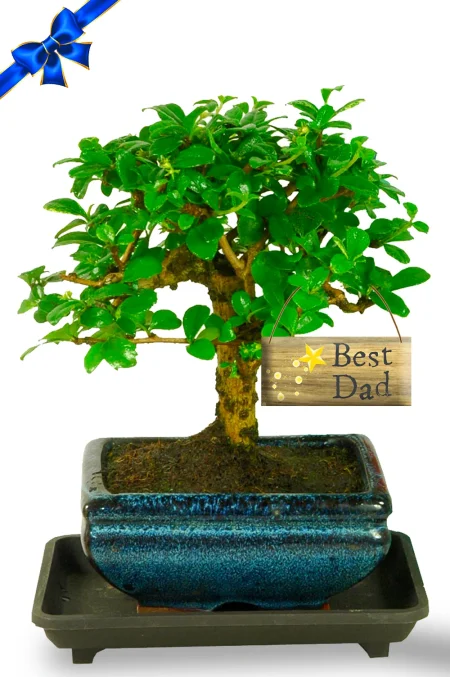 Artistic Flowering Oriental Style Father's Day Bonsai Kit